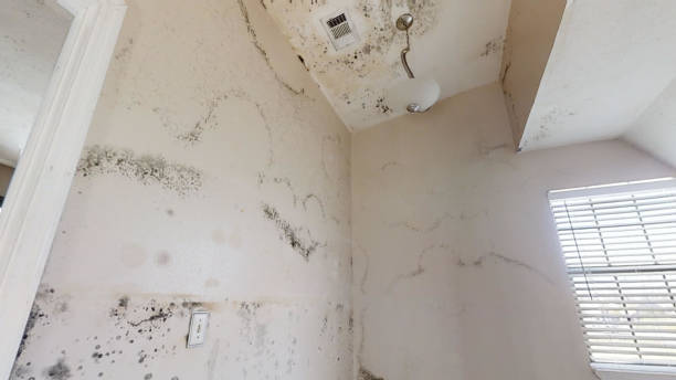 Best Mold Documentation for Insurance Claims  in Platte, SD