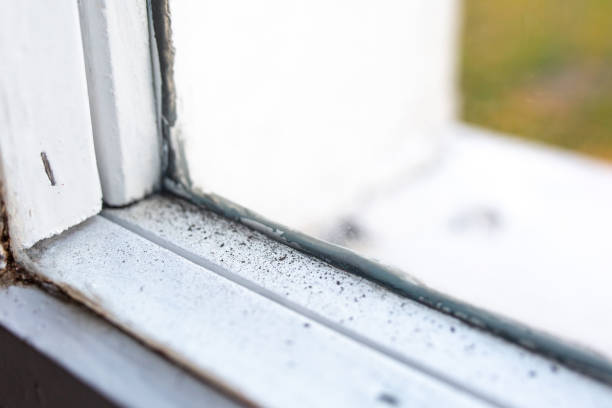 Best Post-Construction Mold Inspection  in Platte, SD