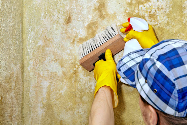 Best Attic Mold Removal  in Platte, SD