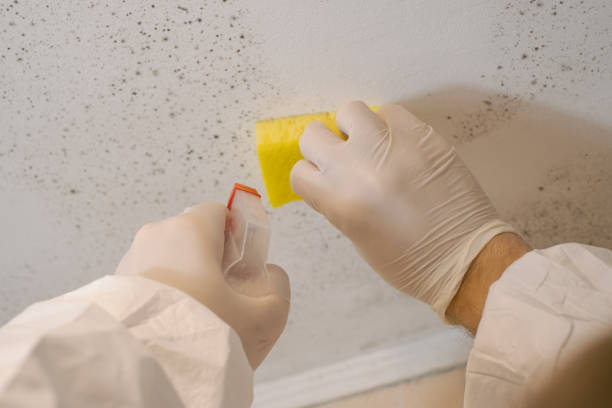 Trusted Platte, SD Mold Removal Experts