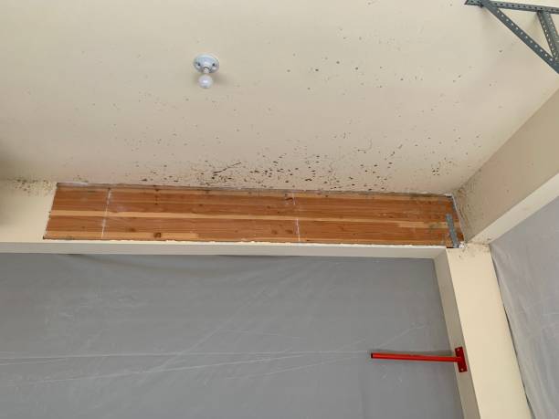 Best Mold Prevention Services  in Platte, SD