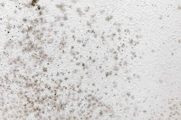 Best Black Mold Removal  in Platte, SD