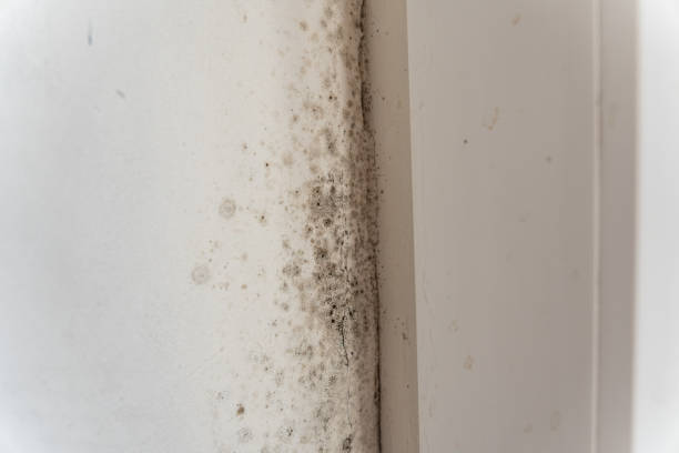 Best Real Estate Mold Inspection  in Platte, SD