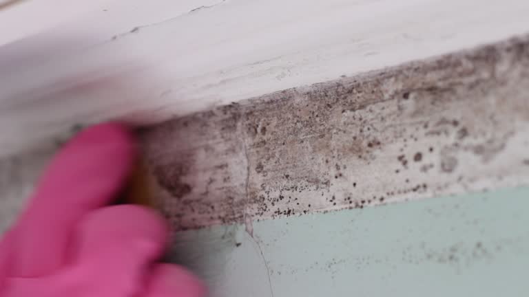 Best Biohazard Mold Removal  in Platte, SD
